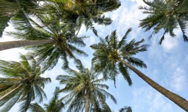 Partly Sunny Palm Trees